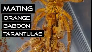 Orange Baboon Tarantula Mating - Pterinochilus murinus