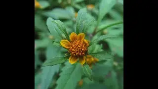Garden Answer: Bidens Frondosa