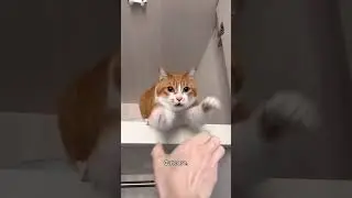 Funny CAT Moments 😂😂 episode 3608 #funnycats #cats #funnyanimals #petsofinstagram