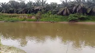 Mancing di sungai pegalan tenom.