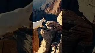 Just a Goat Chilling on the Cliff &ndash; Epic Goat Moment! #GoatMoment #MountainGoat #wildlife