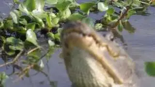 Mating call of Male Alligator at Brazos Bend State Park