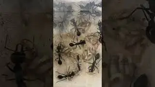 myrmecia pyriformis queen королева и непонятный субьект с остатками крыльев...