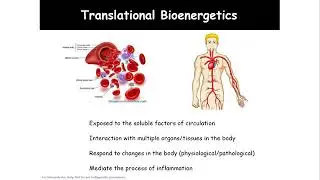 Defining the Bioenergetic Metabolite Interactome in Human Subjects