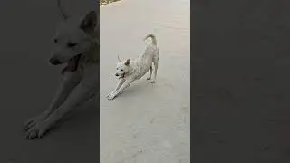 KikidogSad #dog #smartdog #funny #travel