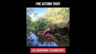 Stunning Autumn Trout slams spinner on a small stream 🎣