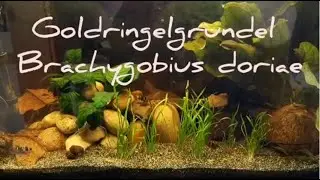 Goldringelgrundel - Brachygobius doriae