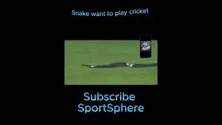 Snake Invades Cricket Field! 🐍😱 Sri Lanka Premier League Chaos!