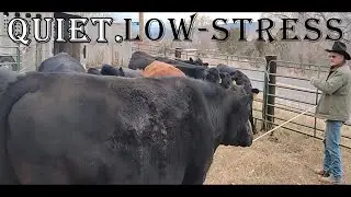 This Is What Quiet Low-Stress Cattle Handling Looks Like in the Real World