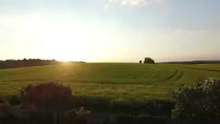 Rapsfeld in der Abendsonne