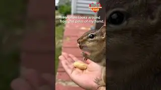 [Rocket, Guardian of the Peanut ✨🥜✨] #rocketchippy #chipmunk #cuteanimal #wildanimalsworld