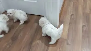Maltese Puppies Playing