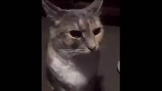 Cat Staring Meme That Makes You Uncomfortable 😹
