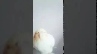 Calopecita