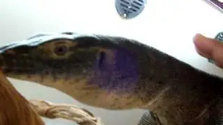 Very Rare Mertens Water Monitor