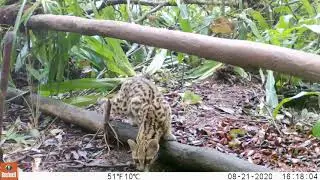 Gato maracaj&aacute; (Leopardus wiedii).