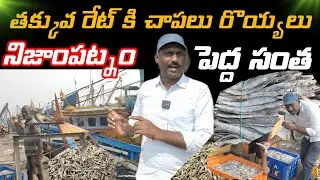 Nizampatnam fishing harbour Andra pradesh || biggest fishing market || fresh catch aution