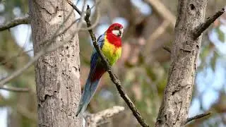 Eastern Rosella calling to his mate