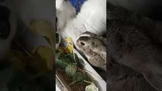 french angora white rabbit...