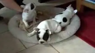 Cloud the French Bulldog 7 Weeks Old