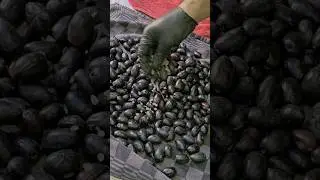 🫒 Best Ever 🫒  🖤 Black Olives🖤