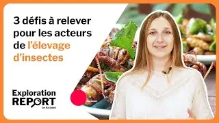 3 d&eacute;fis &agrave; relever pour les acteurs de l'&eacute;levage d'insectes