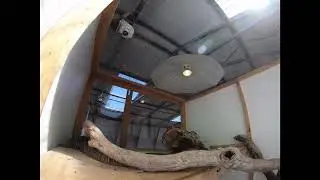 Crocodile Monitor Lizard Attack