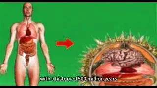 Analog Horror- How to be a sea urchin?