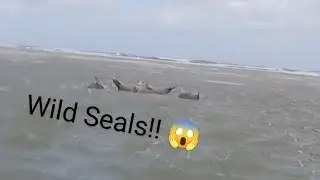 Kitesurfing Chaos: Strong Wind, Flat Water, and Wild Seals on Borkum Island! 💨