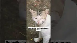 The brother has no instinct to survive because he is blind. #shorts #cat #catlovers