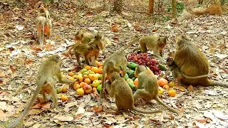Wow..! Today Many Fruits All Of Monkey Amber Eating Full And Good Monkey Gladdis With Baby Gabriel