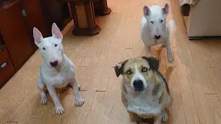 Опасный трюк! 😬 Снап - Дэнни Бультерьеры и Линда 