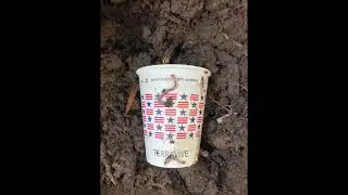 Brilliant: Happy Worms! Terravive&rsquo;s disappearing Hot Cup! No Styrofoam Pollution!
