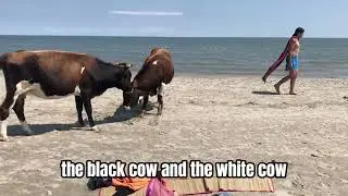 the three Cows