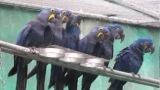 hyacinth Macaws in flight aviary