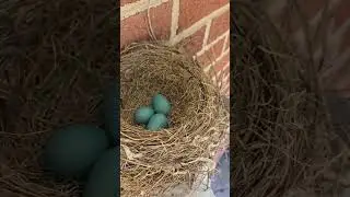 welcome Little Mama Robin and 3 baby eggs. 🐦👍