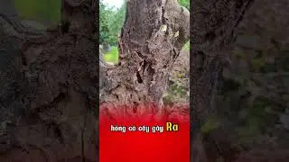 C&aacute;ch trị s&acirc;u đục th&acirc;n #caytrongcogivui #kythuatcaytrong #caytrong #tet2025 #NutriMix
