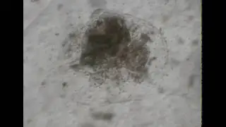 Larva di Botryllus schlosseri