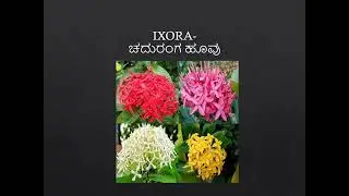 TOP FLOWERING PLANTS YOU SHOULD KNOW | FLORICULTURE | BEST FLOWERING PLANTS FOR YOUR GARDEN