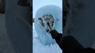 Frozen in Silence: Hyper-Realistic Sheep Rescue Trapped in Ice