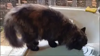 GATA INCENTIVA VC A BEBER 2 LITROS DE ÁGUA NO DIA