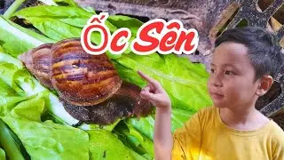 Ốc s&ecirc;n h&ocirc;m nay rất khỏe, ăn nhiều rồi. #ocsen #ocma #snail