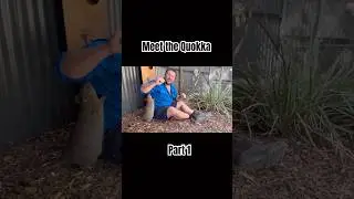Meet Winston the Quokka!