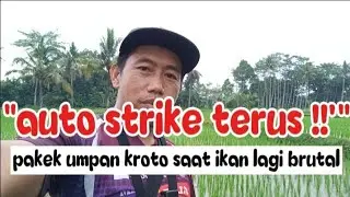 &ldquo;Auto Strike Terus!pakek umpan Kroto Saat Wader Lagi Brutal&rdquo;@mancingasik1 