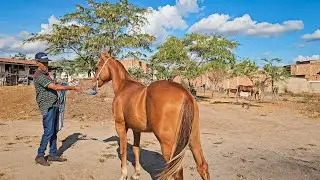 POTROS DE VAQUEJADA Á VENDA COM MEU PACEIRO PAULINHO (TEM ATÉ HOLLAND JECK)