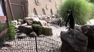 Extreme Bow Behavior in the African penguin