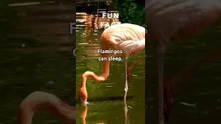 Unconventional Sleepers🦩: Flamingos' Unique Sleeping Behavior! #shorts #flamingo #fun #facts