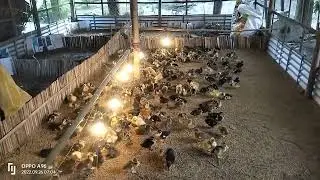 local murgir farm Assam hahor Sana  incubator Abhayapuri Farm ph 7002182661