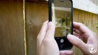 How to Take a CloseUp Photo w/ a Smartphone