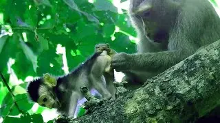 This Is The Second Time That Monkey Bonita Catching Baby Jayden In The Evening # How Monkey Cry